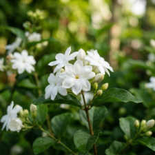 Jasmine102626.png
