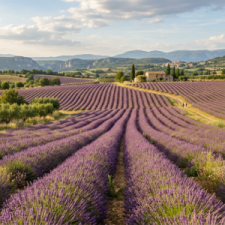 Lavender102626.png