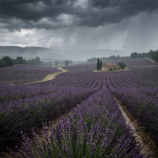 LavenderRain102626.png