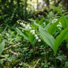 LilyoftheValley102626.png