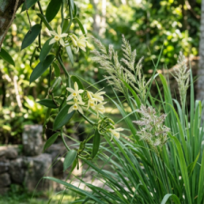 VanillaLemongrass102626.png