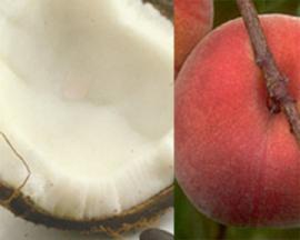 coconutpeaches.jpg