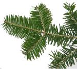 Balsam Fir
