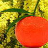 tangerine-mimosa-reed-diffuser-oil.jpg