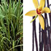vanilla-lemongrass-reed-diffuser-oil.jpg